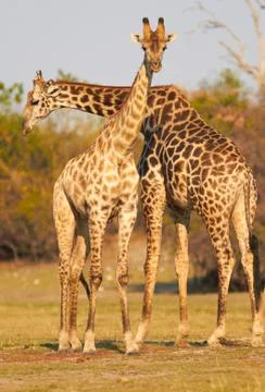 African giraffes Stock Photos