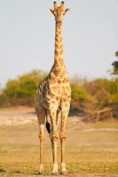African giraffes Stock Photos