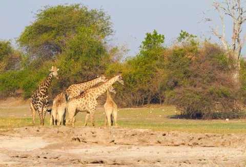 African giraffes Stock Photos