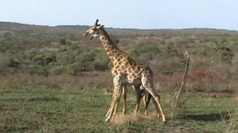 African girafs fighting Stock Footage