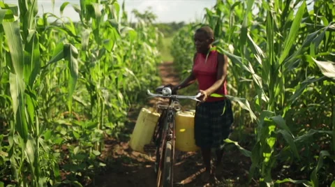 An African girl pushing a bike carrying water through a field full of crops Stock Footage