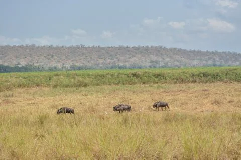 African Gnus Stock Photos