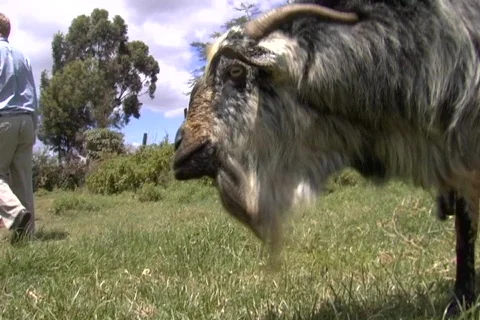 African goat close up 스톡 동영상 149393