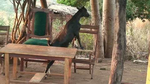 African Goat Stock Footage 11428883