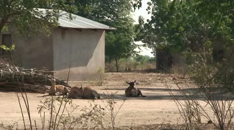 African Goats Stock Footage 11435897