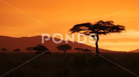 African golden sunset with Acacia tree in Serengeti Tanzania Stock Photos