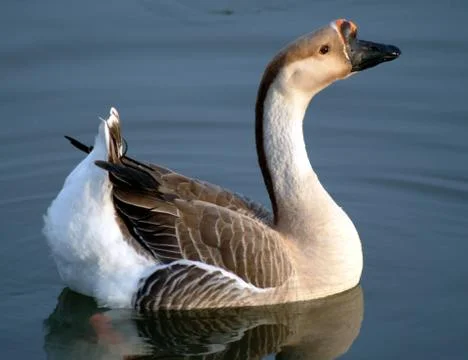 African Goose Stock Photos