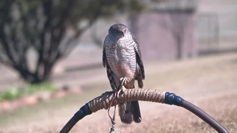 African Goshawk perched with its leg up in a relaxed pose Video stock 84026430