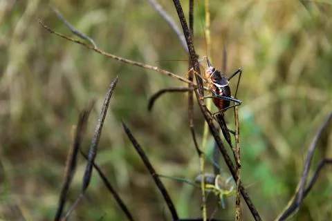African Grasshopper Stock Photos