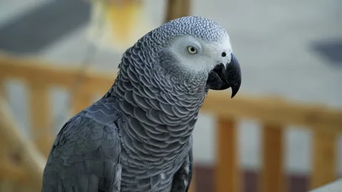 African Gray Parrot perched on a log. 스톡 동영상 332643576