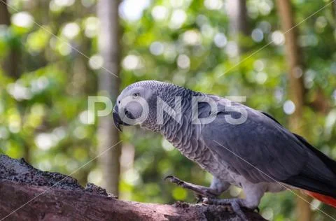 African gray parrots Stock Photos