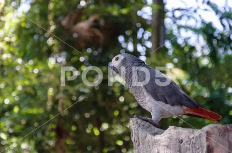 African gray parrots Stock Photos