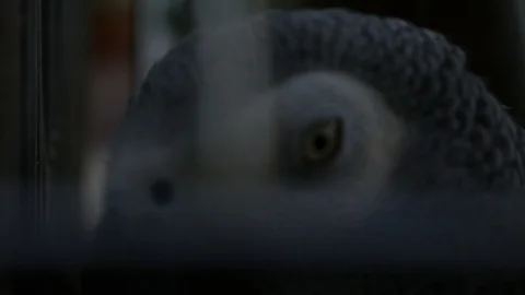 African Grey Stock Footage