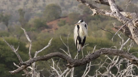 African Grey Heron Stock Footage 62423365