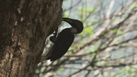 African grey hornbill pecking at tree bark Stock Footage 340642816