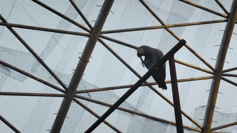 African Grey Parrot on Aviary Beam Stock Footage 323919877