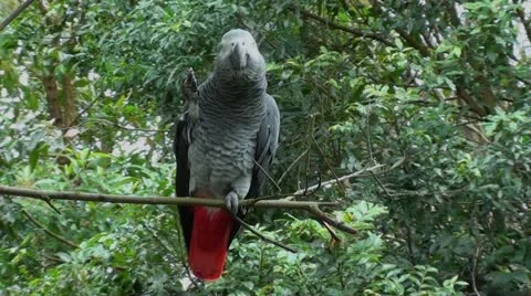 African grey parrot Vídeos de archivo 12223256