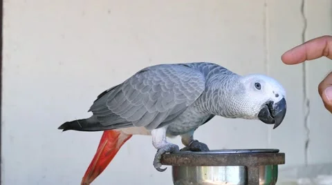 African grey parrot Stock Footage 64085349