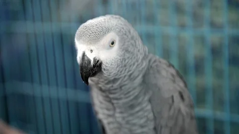 African Grey parrot Stock Footage 72326632
