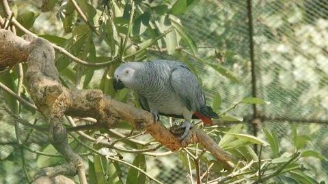 African Grey Parrot Stock Footage 170682541