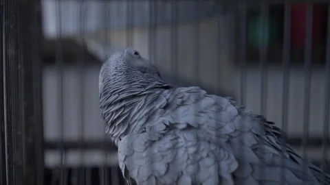 African grey parrot inside metal cage close up Stock-Footage 332932392