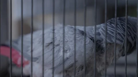 African grey parrot inside metal cage looking through bars closeup Stock-Footage 333021801