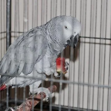 African grey parrot Stock Photos