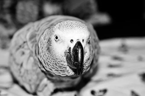 African grey parrot Stock Photos