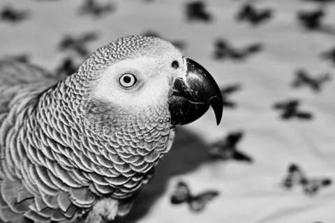 African grey parrot Stock Photos