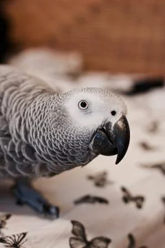 African grey parrot Stock Photos
