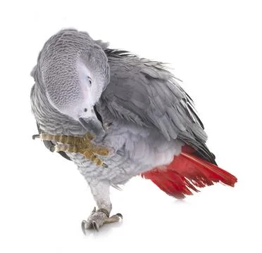 African grey parrot Foto stock