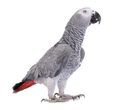 African grey parrot Foto stock