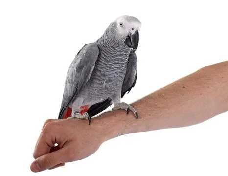 African grey parrot Foto stock