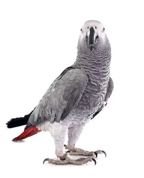 African grey parrot Foto stock