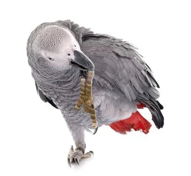 African grey parrot Stock Photos