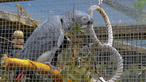 African Grey Parrot playing with ring in cage Video stock 115014696