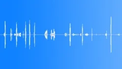 African Grey Parrot Recorded Sound Effect