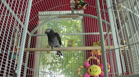 African grey parrot sitting on perch in white cage (dolly shot) 库存影片 30473053