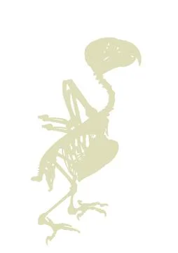 African Grey Parrot skeleton vector silhouette illustration isolated Stock Illustration
