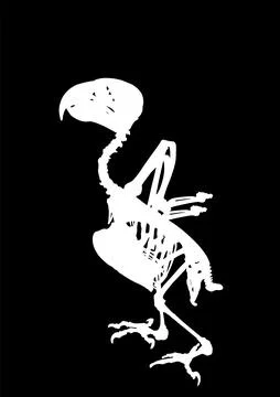 African Grey Parrot skeleton vector silhouette illustration isolated Stock Illustration