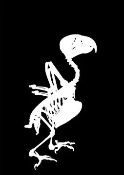 African Grey Parrot skeleton vector silhouette illustration isolated イラスト素材