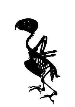 African Grey Parrot skeleton vector silhouette illustration isolated イラスト素材