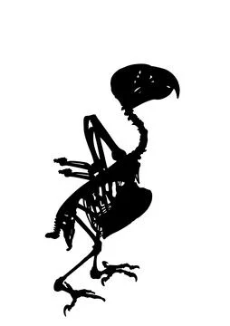 African Grey Parrot skeleton vector silhouette illustration isolated Illustrazione stock