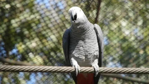 African Grey Parrot on wire Video stock 170741350