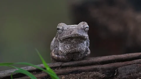 African Grey Tree Frog Sitting In The Woods. Close Up Shot Stock Footage 264729221