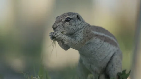 African Ground Squirrel eating Stock Footage 265413009