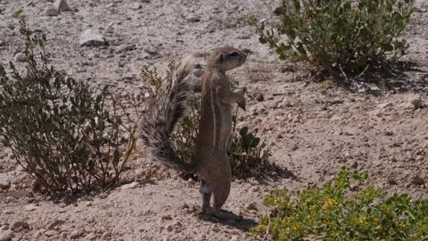 African ground squirrel eats standing up, Etosha, Namibia Stock Footage 334935591