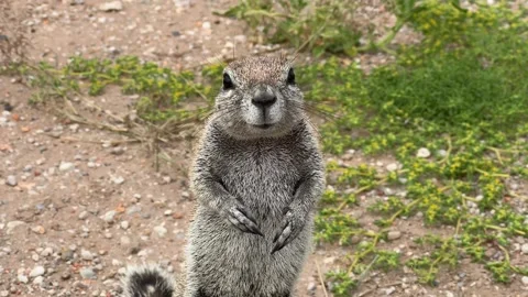 African ground squirrel eats standing up, Etosha, Namibia Stock Footage 334946178