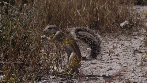 African ground squirrel eats standing up, Etosha, Namibia Stock Footage 334946604