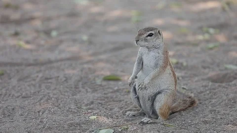 African ground squirrel sitting on its hind legs alert in Etosha Namibia Stock Footage 106337900